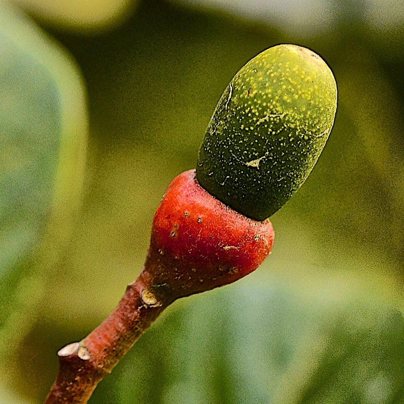 Ocotea fruit