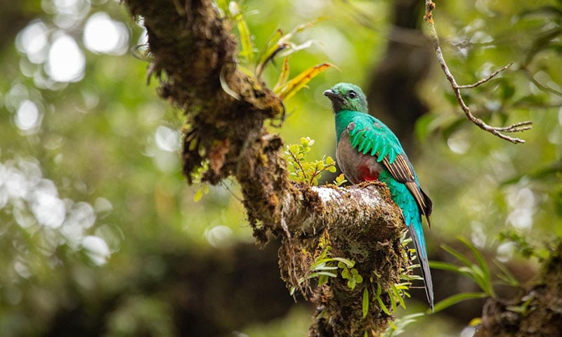 A Brief Guide to the Monteverde Cloud Forest (15)