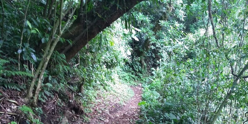 El Tigre Warfall Trail