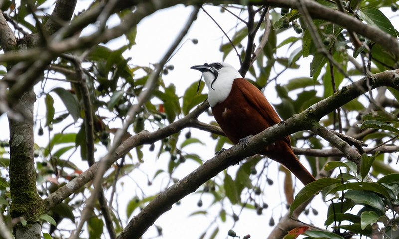 The Arrival of the Three-Wattled Bellbird (4)-1