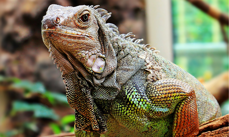 Reptiles, Costa Rica