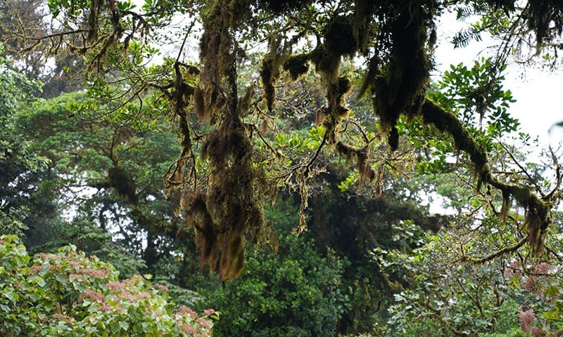 Monteverde Costa Rica (6)