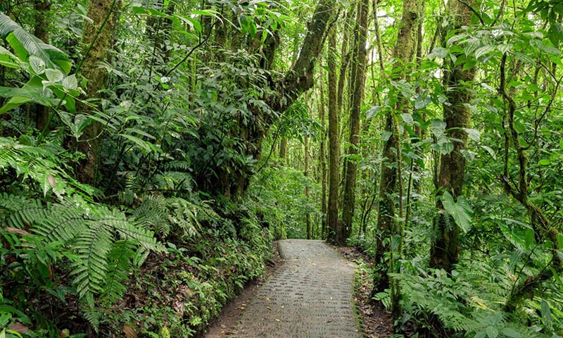 Monteverde Cloud Forest Reserve