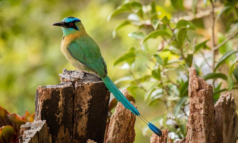 Bird Watching in Costa Rica (6)