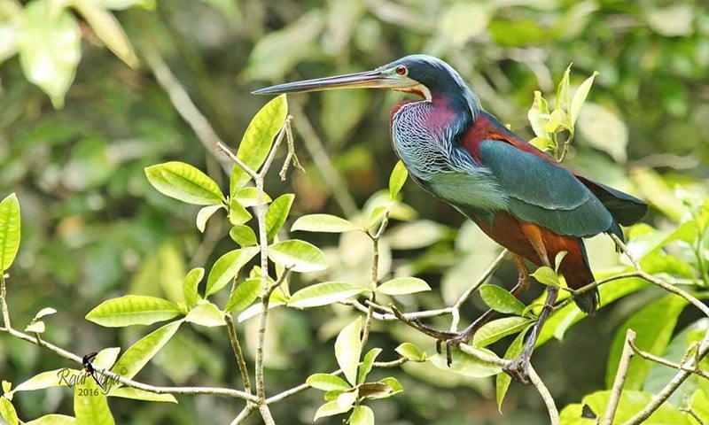 Bird Watching in Costa Rica (7)