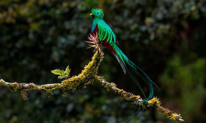 Bird Watching in Costa Rica (8)