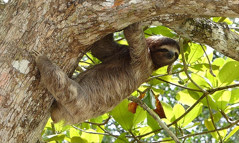 Sloth (1)