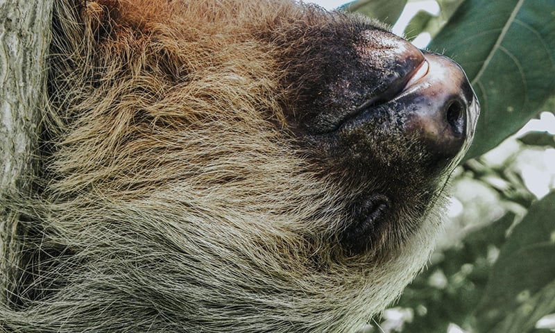 Sloth (2)