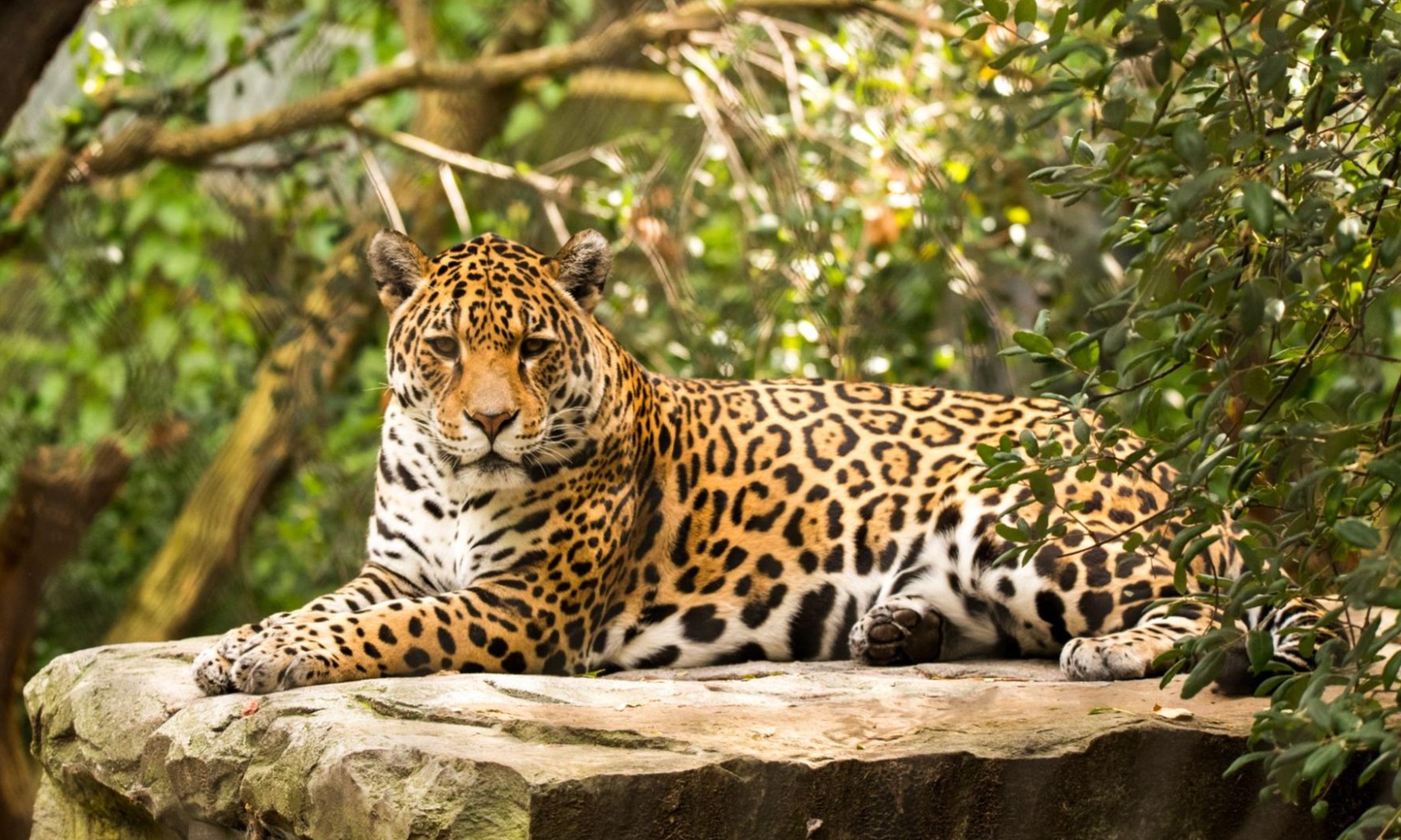 Costa Rican Jaguar