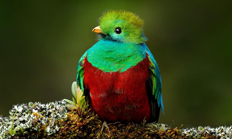 Resplendent Quetzal