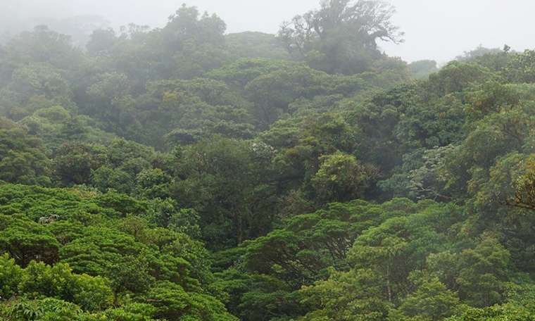 Monteverde Cloud Forest on a Misty Day