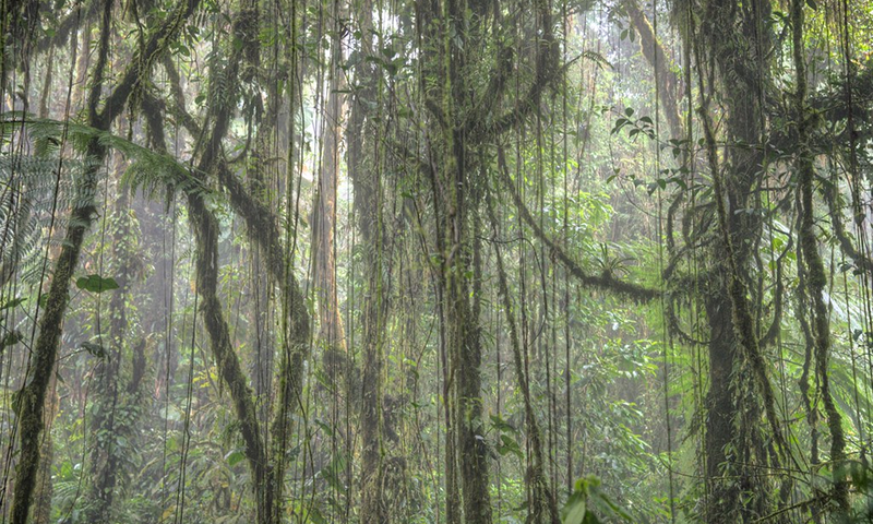 Aerial Plants in the Cloud Forest Fascinating Families of Epiphytes (2)