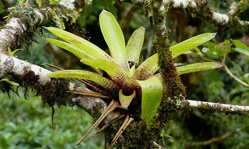 Aerial Plants in the Cloud Forest Fascinating Families of Epiphytes (3)