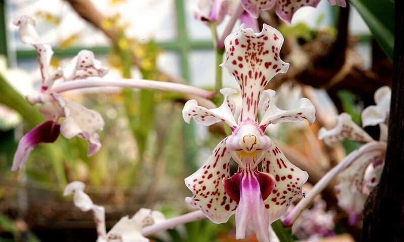 Aerial Plants in the Cloud Forest Fascinating Families of Epiphytes (5)