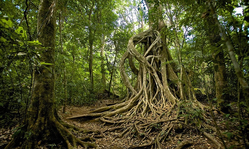 Aerial Plants in the Cloud Forest Fascinating Families of Epiphytes (6)