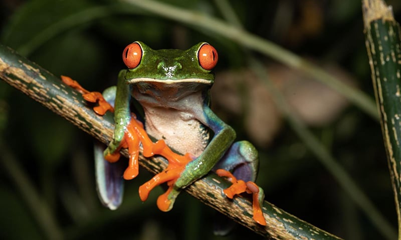 Discovering Monteverde Cloud Forest Through Trails & Tours (8)