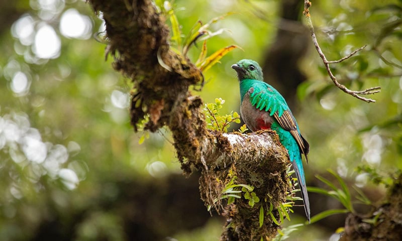 Discovering Monteverde Cloud Forest Through Trails & Tours (9)