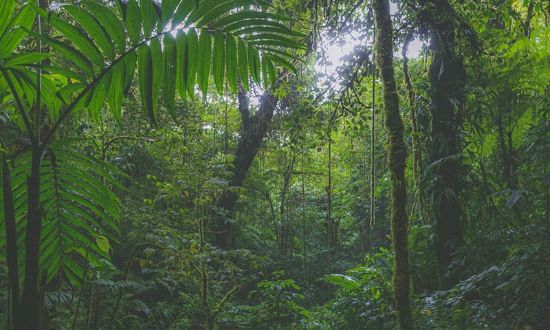 Monteverde Costa Rica  (3)