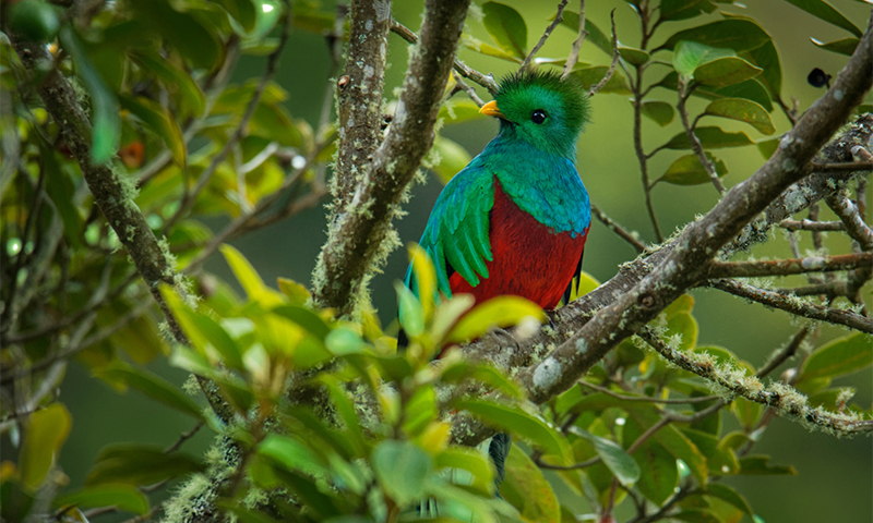 Monteverde Costa Rica (1)