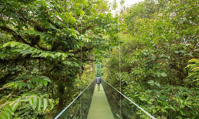 Rise Up Along the Treetop Walkways in the Monteverde Reserves (6)