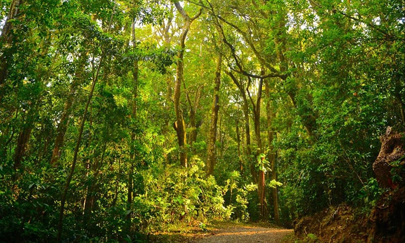 The Art and Science of Forest Bathing Nurturing Wellness in Nature (6)