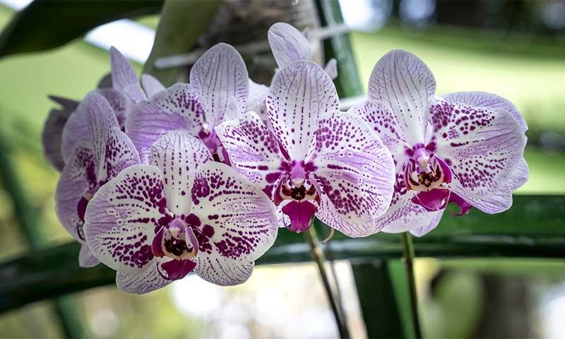 Orchid