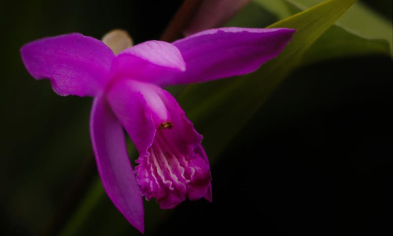 Orchid