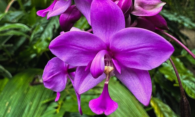 Orchid