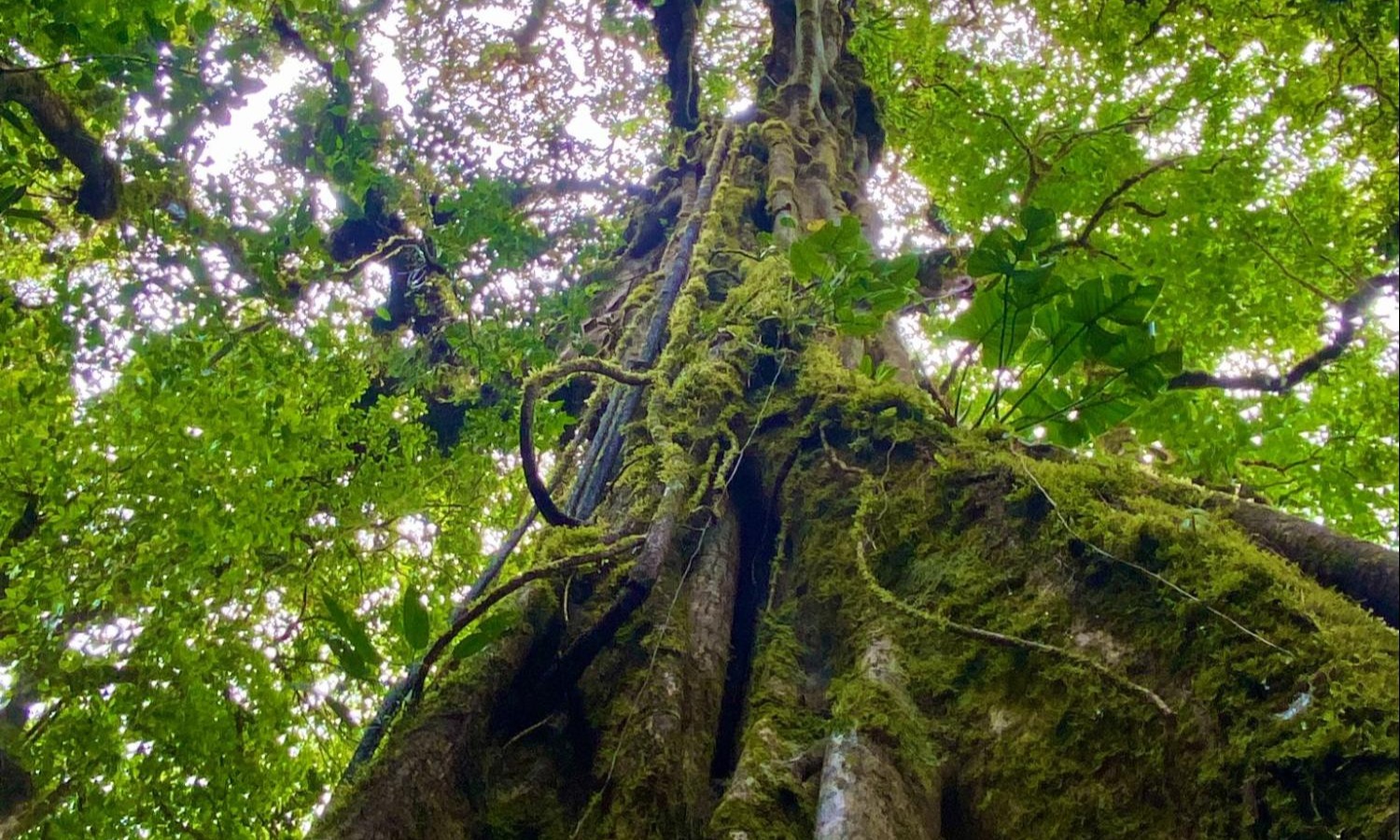 Monteverde´s Tree