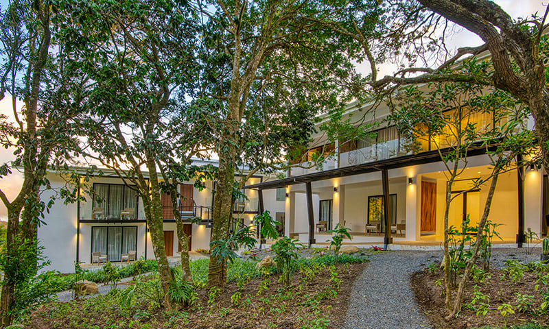 A Story of Discovery and the Damas Tree