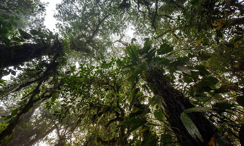 Santa Elena Cloud Forest Reserve