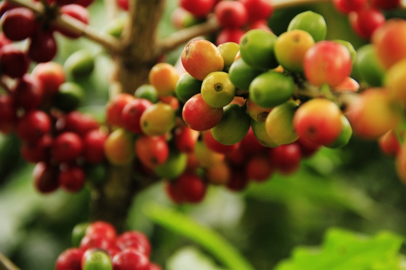 A Brief History of Coffee in Costa Rica