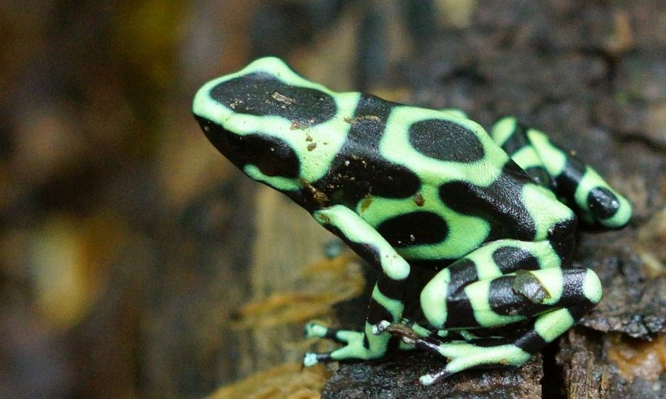 The Green-Black Poison Frog