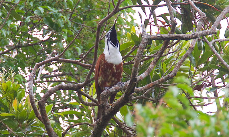 Three-Wattled Bellbird