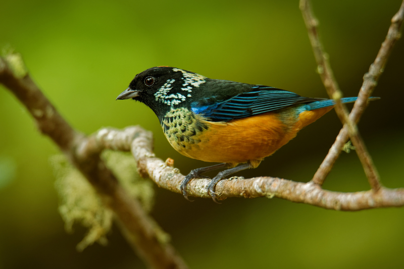 Spangle-cheeked Tanager