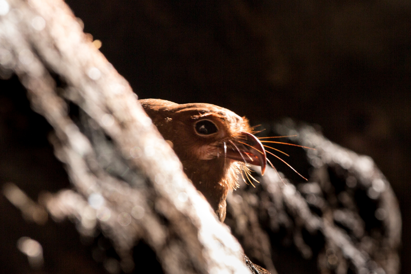 Oilbird