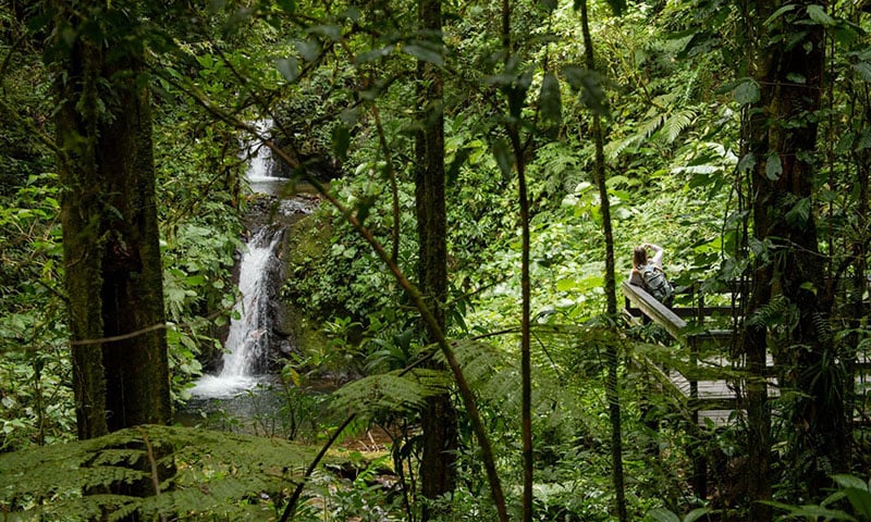 Monteverde Cloud Forest Reserve