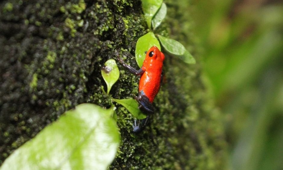 Experiences to Enjoy Monteverde's Nature Indoors