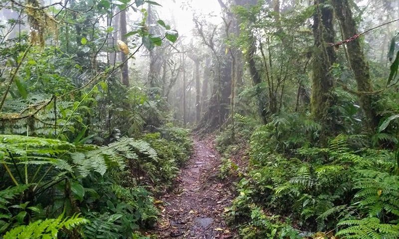 Santa Elena Cloud Forest Reserve