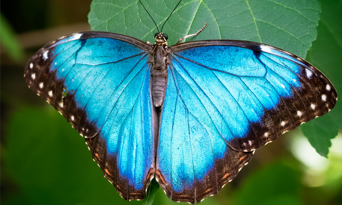 Blue Butterfly 