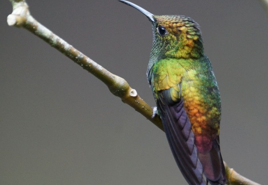 Hummingbird