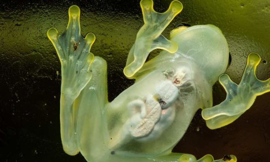 Fleischmann's Glass Frog 