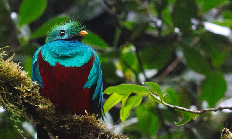 Resplendent Quetzal