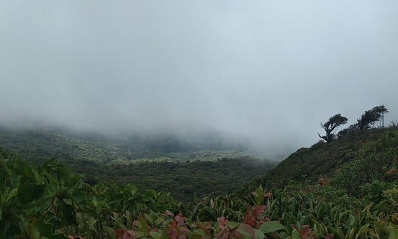 Monteverde Cloud Forest Reserve