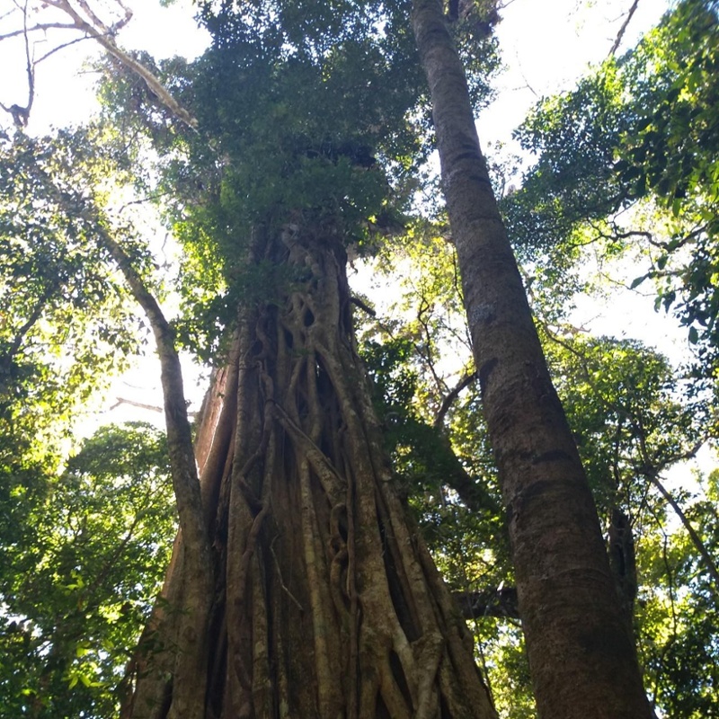 Private Cloud Forest Reserve Curicancha