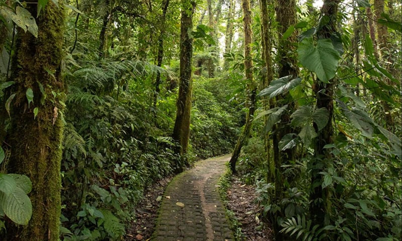 Monteverde Costa Rica - Ocotea Boutique Hotel (24)