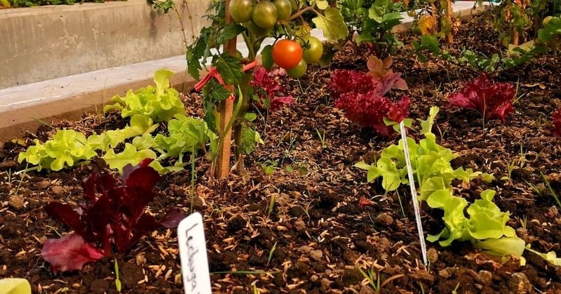 Huerta, Sustainable Farm, Monteverde