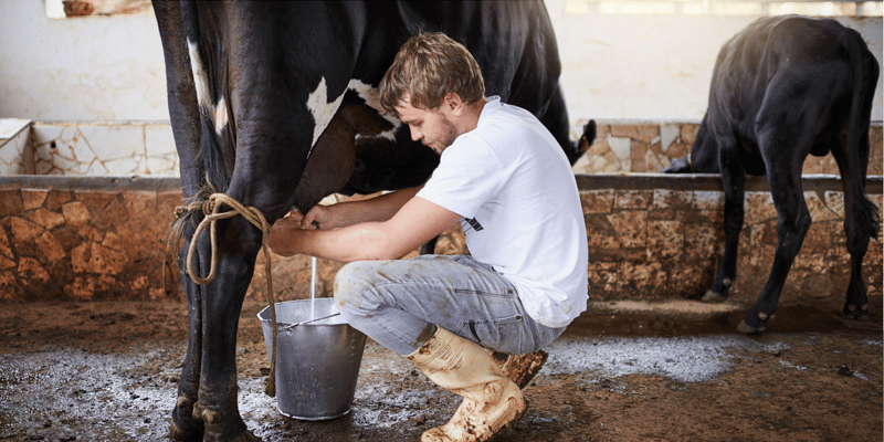 Milking tour in Monteverde, Costa Rica