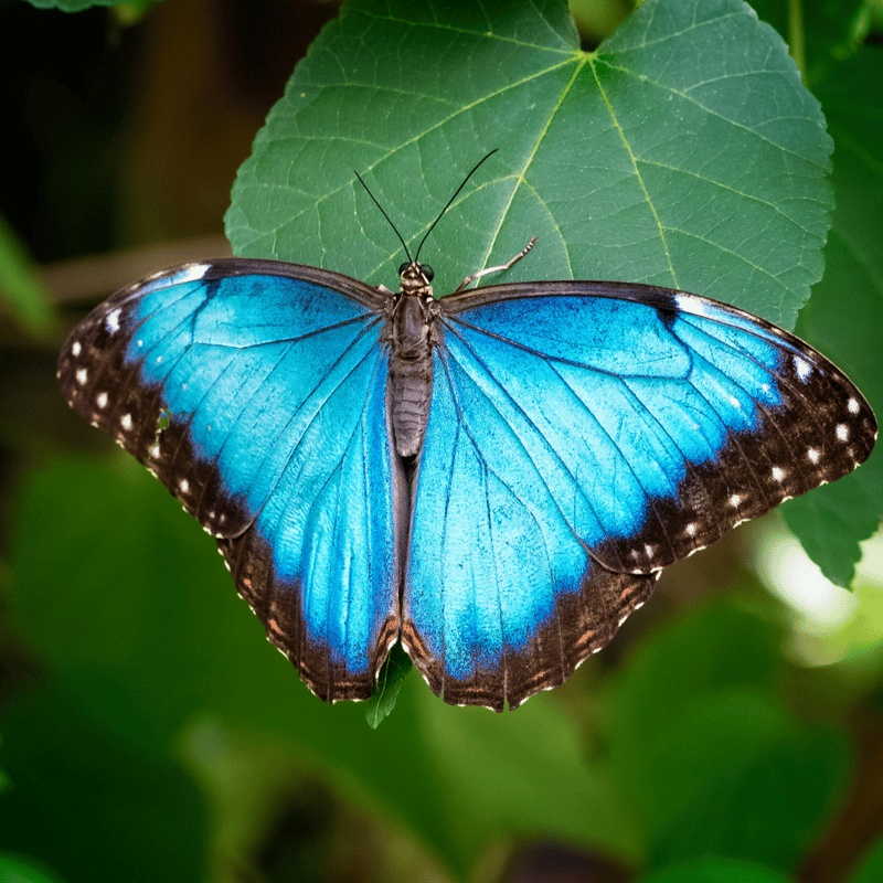 Morpho butterfly, Costa Rica