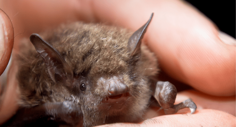 Bats, Costa Rica